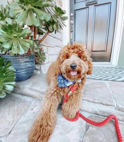 Luxe Royal Leather Rope Leash and Collar Set - Forest Love - Dulces Mascotas BCN