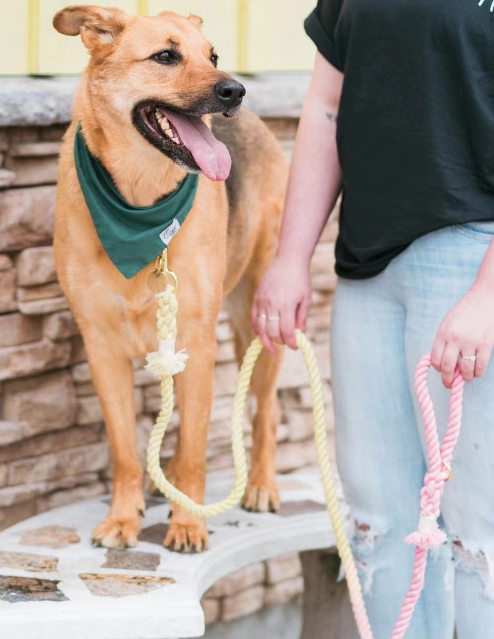 Luxe Royal Leather Rope Leash and Collar Set - Lemon Squeeze - Dulces Mascotas BCN