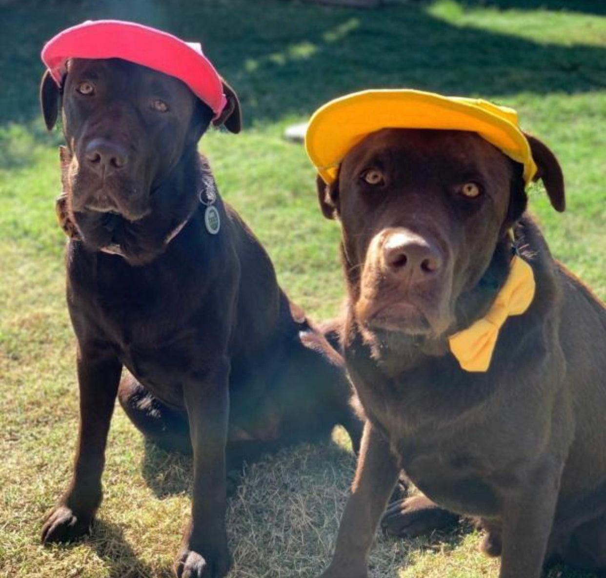 Pets Cap Pineapple - Dulces Mascotas BCN
