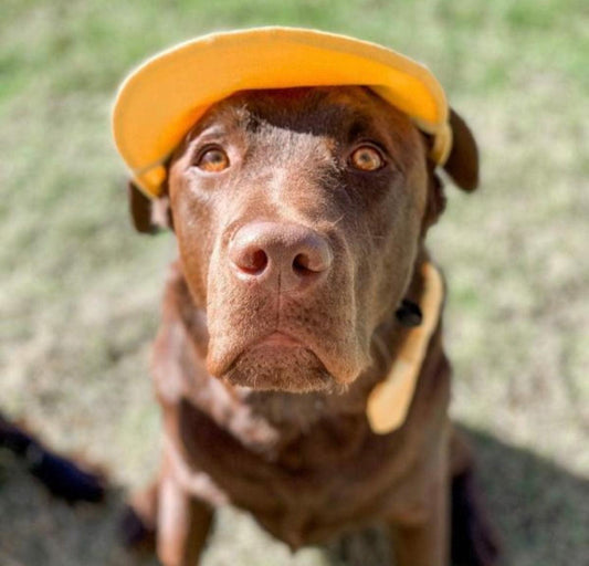 Pets Cap Pineapple - Dulces Mascotas BCN