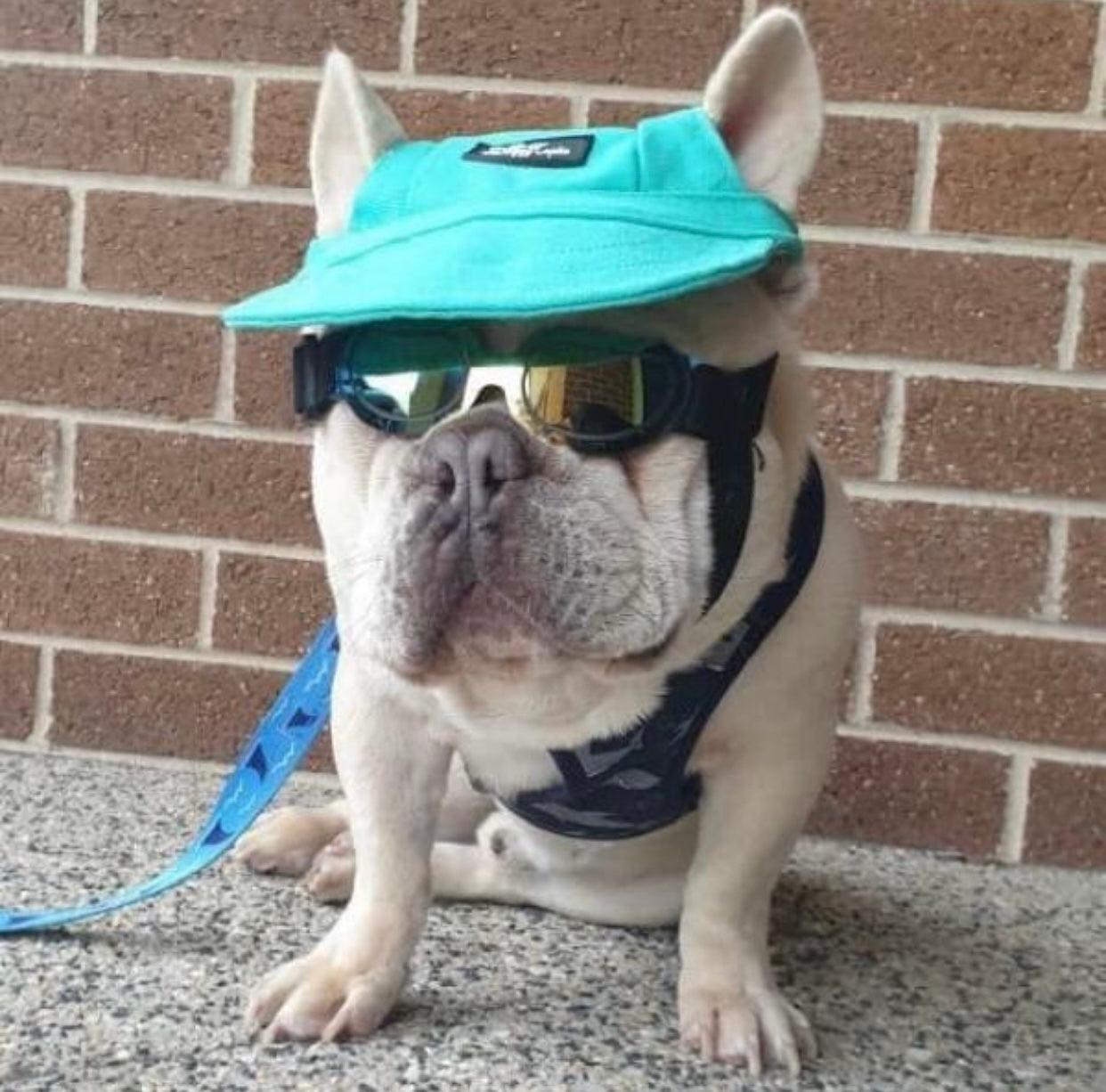 Pets Cap Turquoise - Dulces Mascotas BCN