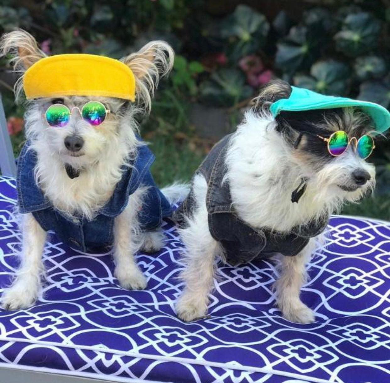 Pets Cap Turquoise - Dulces Mascotas BCN