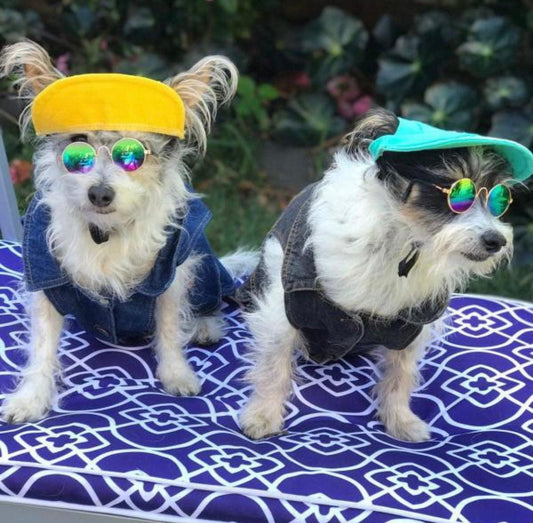 Pets Cap Turquoise - Dulces Mascotas BCN