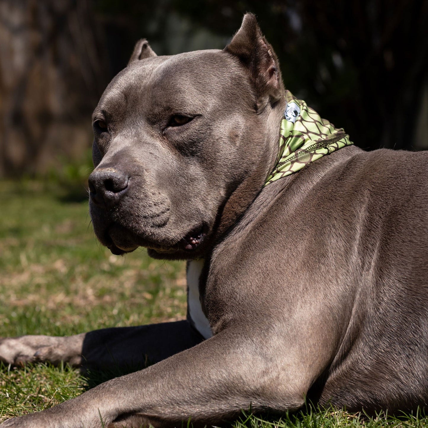Slither Pup Scruff - Dulces Mascotas BCN