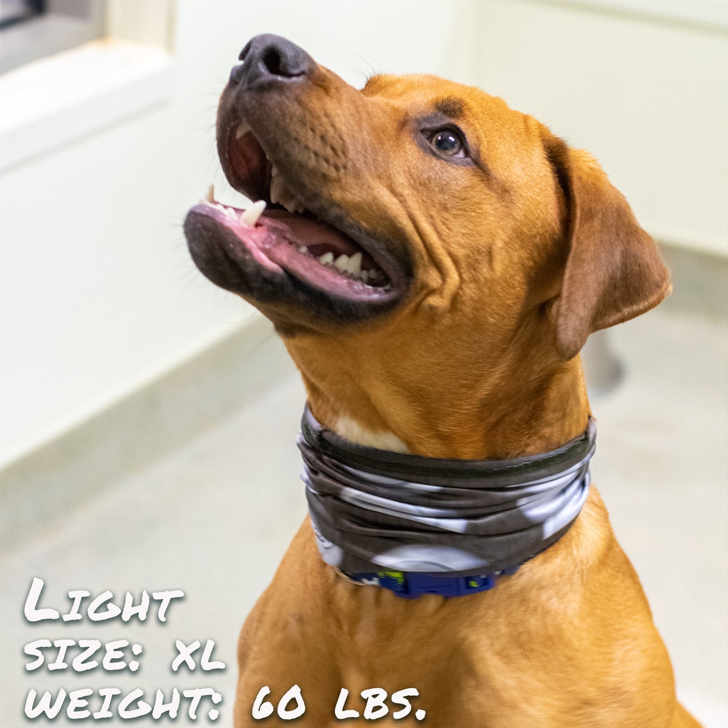 The Stud Pup Scruff - Dulces Mascotas BCN