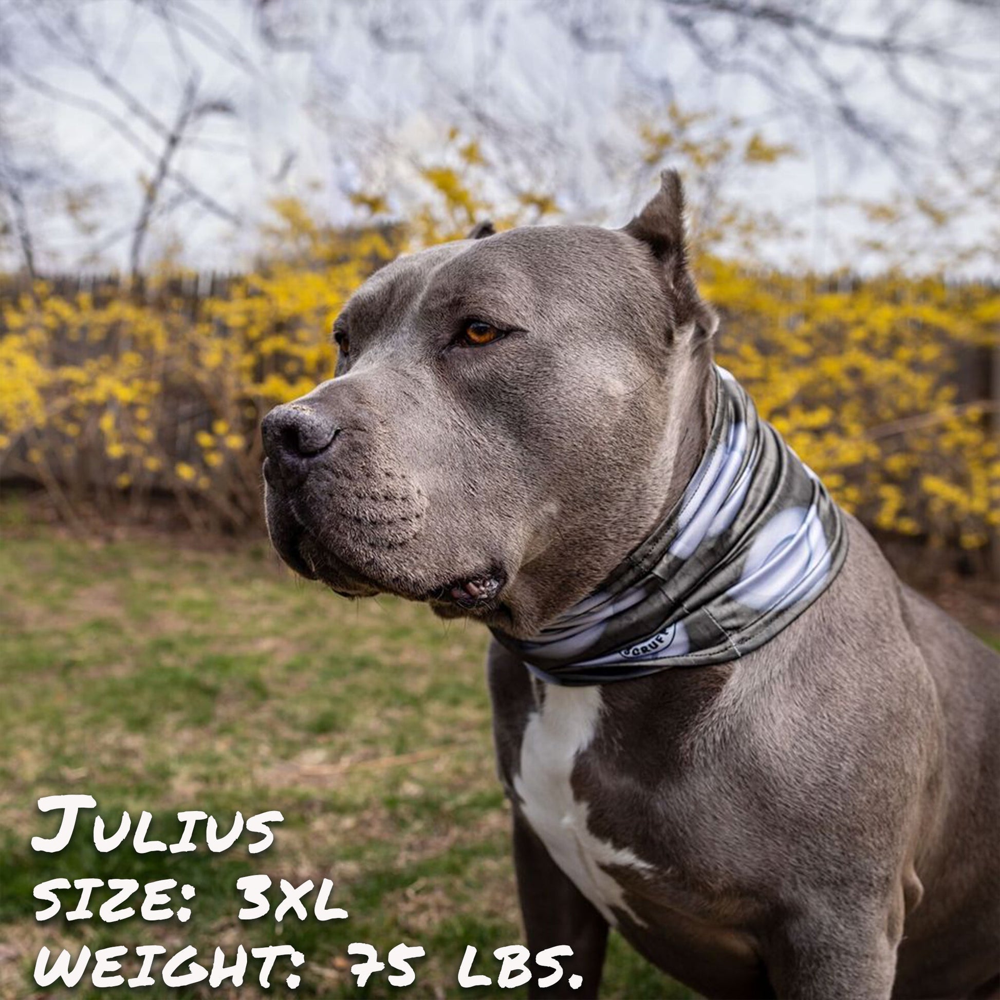 The Stud Pup Scruff - Dulces Mascotas BCN