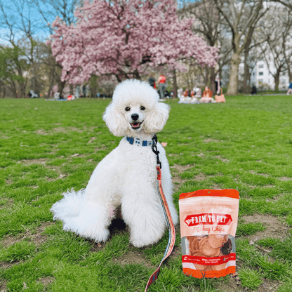 Turkey Chips para Perros | Snack Natural Monoproteína de Pavo - Dulces Mascotas BCN