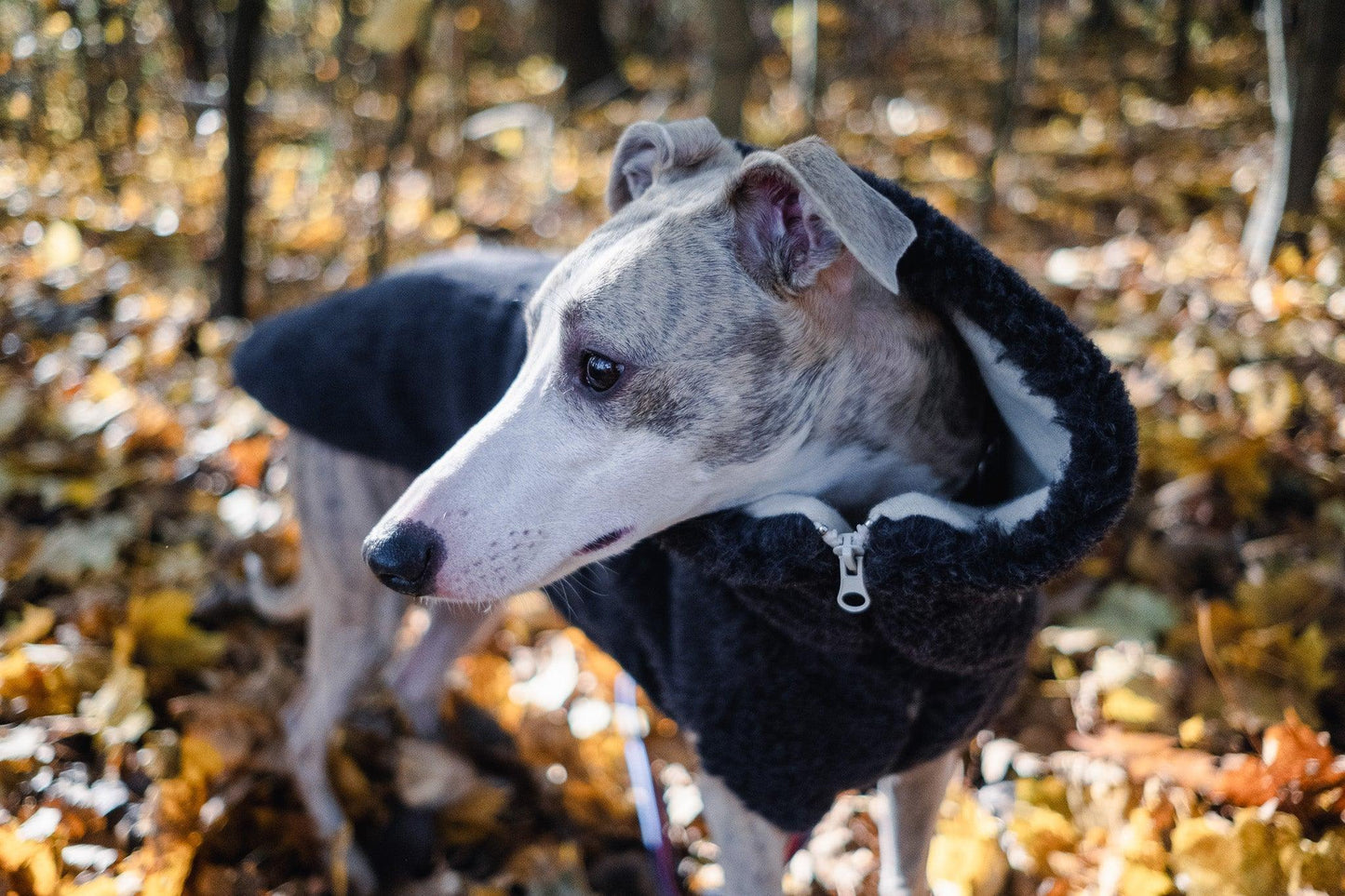 Woolen Dog Vest - Charcoal - Dulces Mascotas BCN